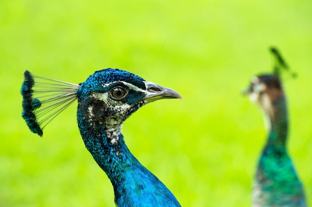 Pfau