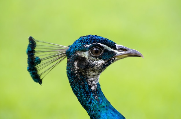 Pfau