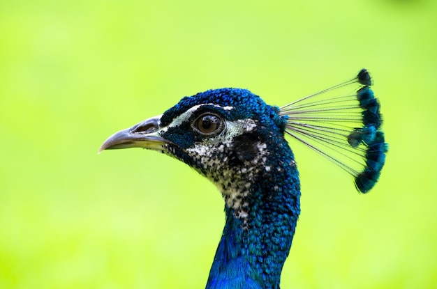 Pfau