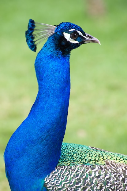 Foto pfau