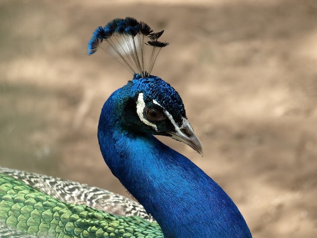 Pfau