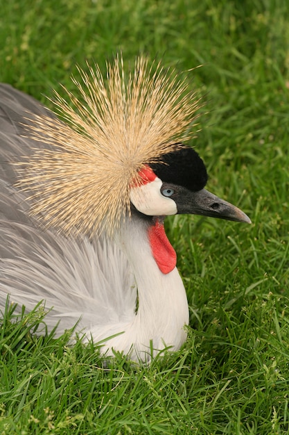 Pfau