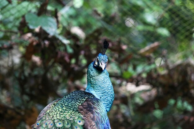 Foto pfauen im zoo