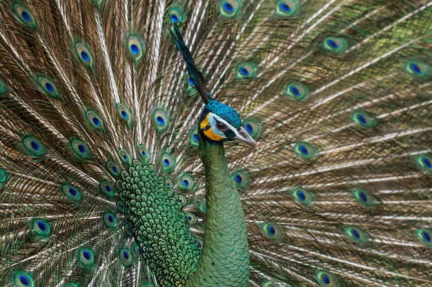 Pfauen in der Natur, Grüner Pfau oder Pavo muticus (cristatus)