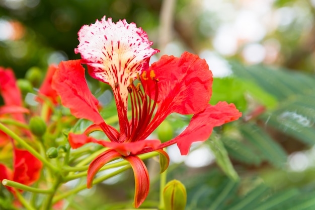 Foto pfauenblumen im garten.