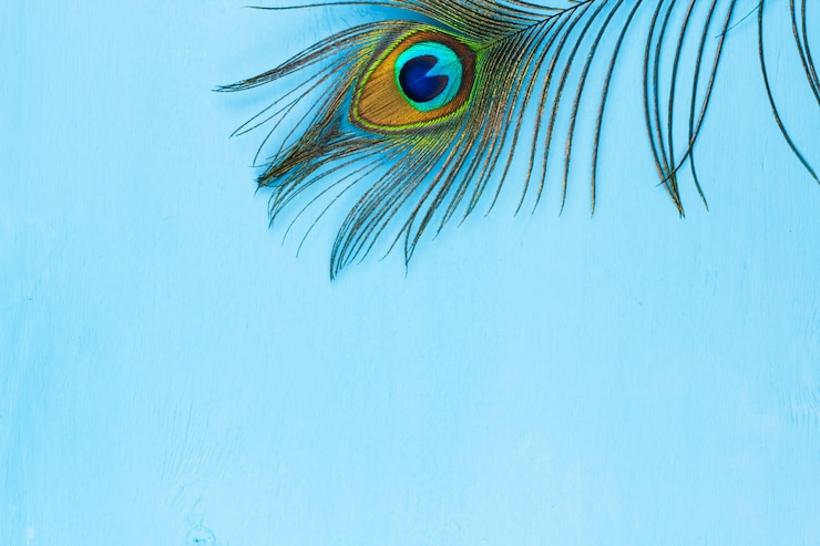 Pfauenfeder auf blauem hölzernem