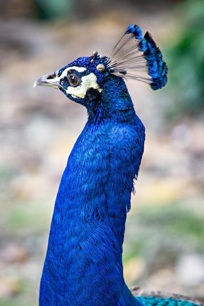 Pfauenkopf hautnah im Vogelpark von Kuala Lumpur