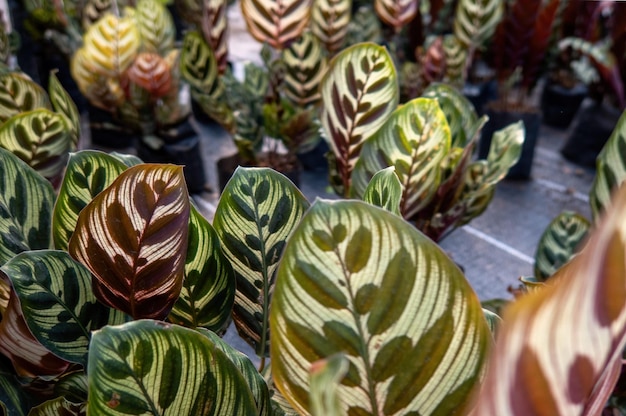 Pfauenpflanzen Calathea makoyana