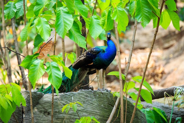 PfauPfau oder Pfau im Kanha Nationalpark in Indien