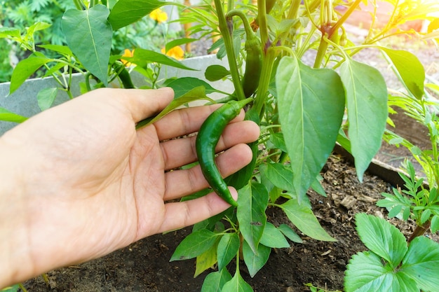 Pfeffer wächst auf einem Busch in einem Gewächshaus Ernte im Sommer und Herbst im Garten im Garten