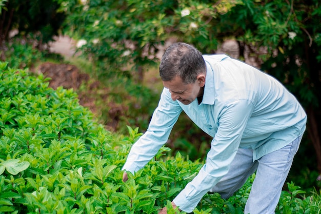 Pfefferminz-Ernteprozess Männlicher Bauer, der Pfefferminze mit dem Weeding Sichel-Werkzeug erntet