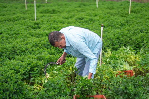 Pfefferminz-Ernteprozess Männlicher Bauer, der Pfefferminze mit dem Weeding Sichel-Werkzeug erntet