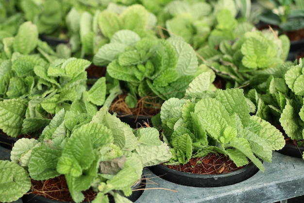 Pfefferminzanlage im Garten