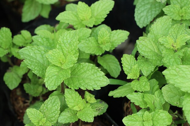 Pfefferminzanlage im Garten