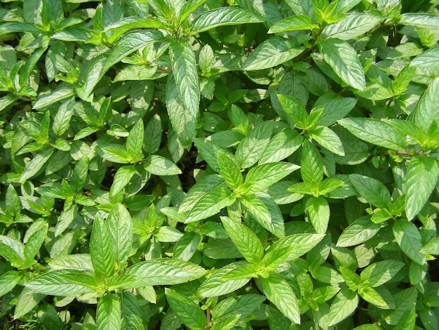 Pfefferminzpflanze (Mentha piperita)