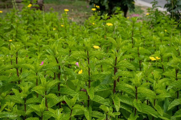 Pfefferminzpflanzen bereit für die Ernte