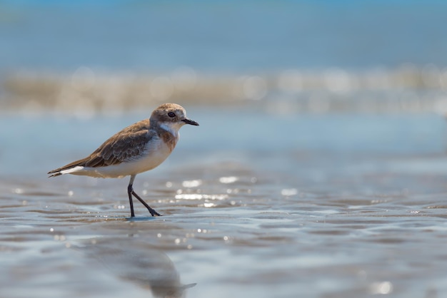 Pfeifenpflüger sitzt am Ufer am Strand