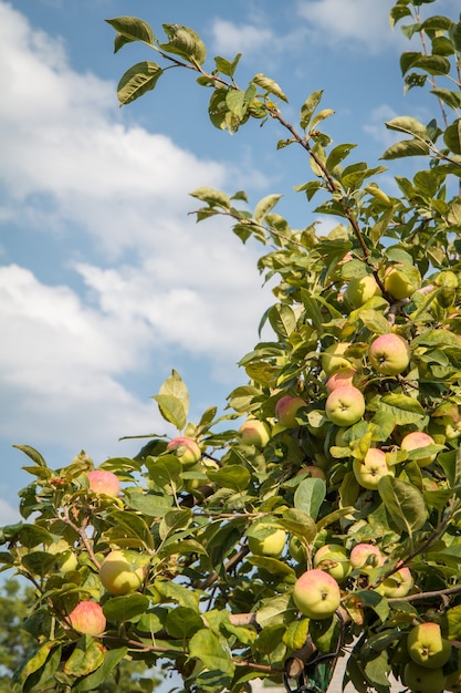 Äpfel am Baum im Garten am Sommertag mit blauem Himmel im Hintergrund.