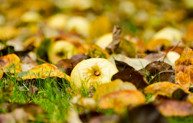 Äpfel auf dem Rasen gefallen