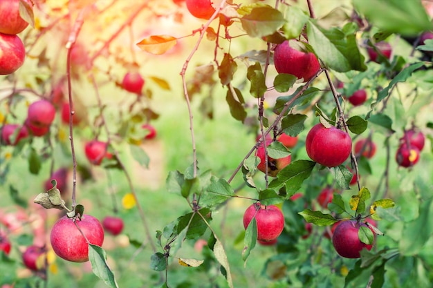 Äpfel auf den Zweigen