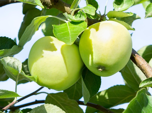 Äpfel auf einem Ast