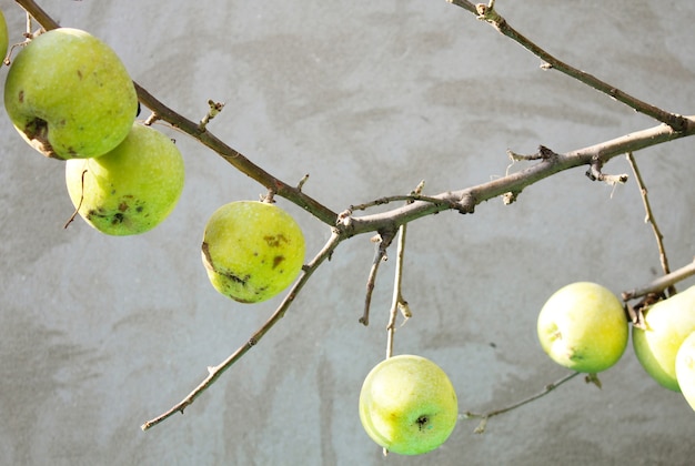 Äpfel auf einem nackten Zweig Winter Apfelbaum.Branch mit Äpfeln auf einem grauen Hintergrund.