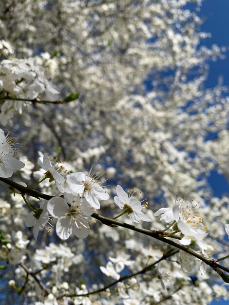 Äpfel blühen ein Baum mit weißen Blüten, die den Frühling sagen