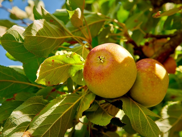 Äpfel Ein Apfel am Tag hält den Arzt fern