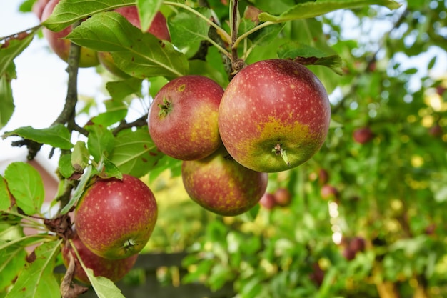 Äpfel Ein Foto voller Geschmack und schöner roter Äpfel