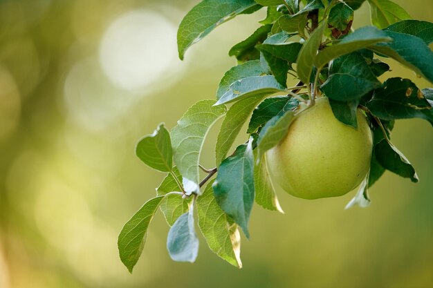 Äpfel Ein Foto von Geschmack und schönen Äpfeln