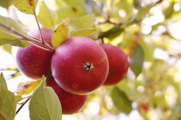 Äpfel Ein Foto von Geschmack und schönen Äpfeln