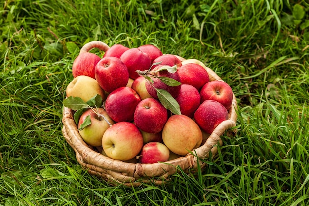 Äpfel im braunen Korb auf einem Gras im Bauernhof