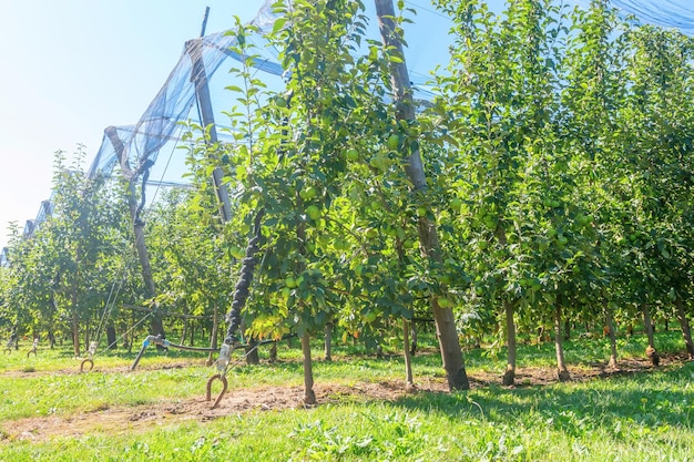 Äpfel im Obstgarten, Apfelbäume, reife Äpfel