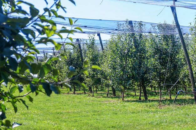 Äpfel im Obstgarten Apfelbäume Reife Äpfel