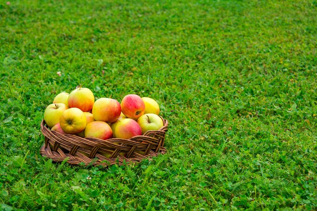 Äpfel im Weidenkorb