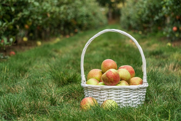 Äpfel im weißen Korb auf einem Gras in der Nähe von Bäumen auf dem Bauernhof