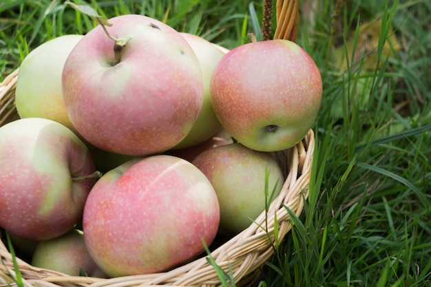 Äpfel in einem Korb