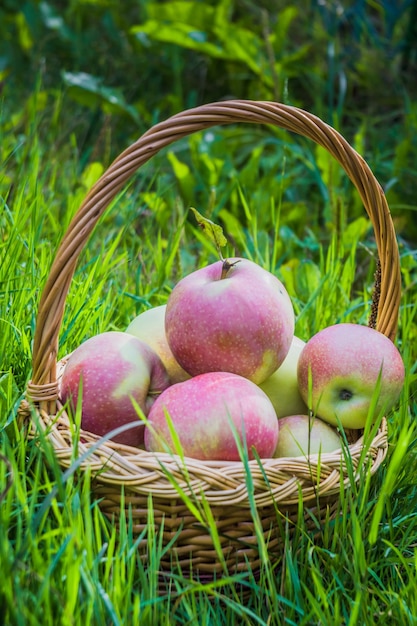 Äpfel in einem Korb