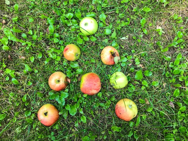 Äpfel liegen auf grünem Gras Äpfel sind mit dem Buchstaben A ausgekleidet Das Wort aus Früchten Buchstaben