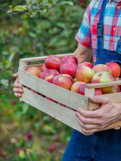 Äpfel pflücken Nahaufnahme einer Kiste mit Äpfeln Ein Mann mit einem vollen Korb mit roten Äpfeln im Garten Bio-Äpfel