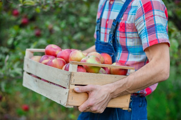 Äpfel pflücken Nahaufnahme einer Kiste mit Äpfeln Ein Mann mit einem vollen Korb mit roten Äpfeln im Garten