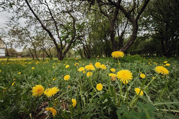 Äpfel und Löwenzahn im Kolomenskoje-Park in Moskau