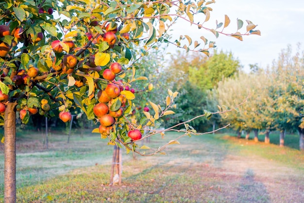 Äpfel wachsen auf Bäumen auf dem Feld