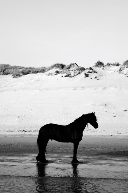 Foto pferd am meer gegen den himmel