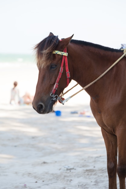 Pferd am Strand