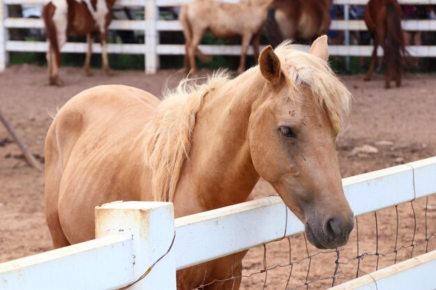 Pferd auf dem Bauernhof