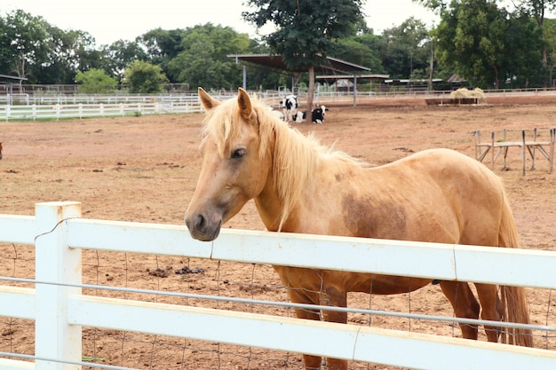 Pferd auf dem Bauernhof