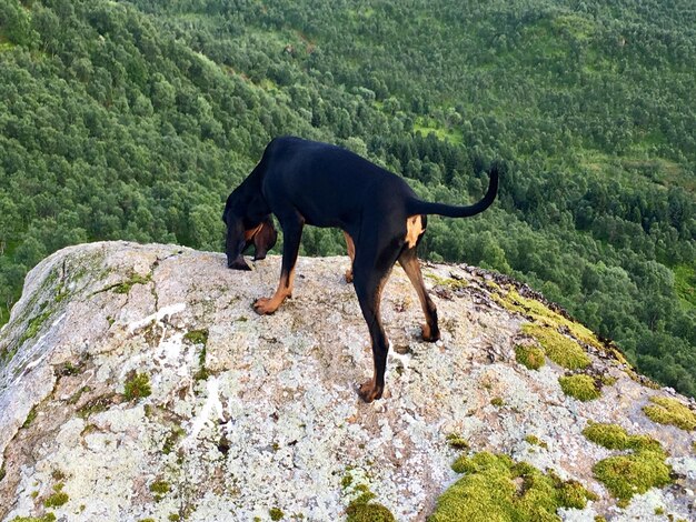 Foto pferd auf dem berg