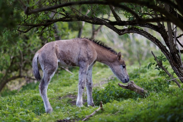 Pferd auf dem Feld