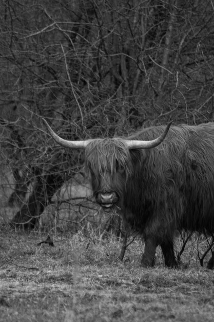 Foto pferd auf dem feld